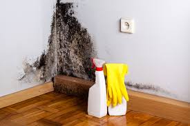 Best Mold Damage Restoration  in USA